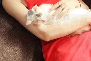 青豆客 – 喵喵哒的花嫁写真图册，给你意想不到的“喵”式婚礼。